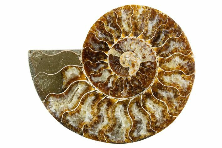 Cut & Polished Ammonite Fossil (Half) - Madagascar #346006